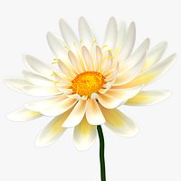 Beautiful Animated White Daisy Flower