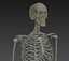 Human skeleton rigged. Animated readlistic vray scene and materials of human skeleton