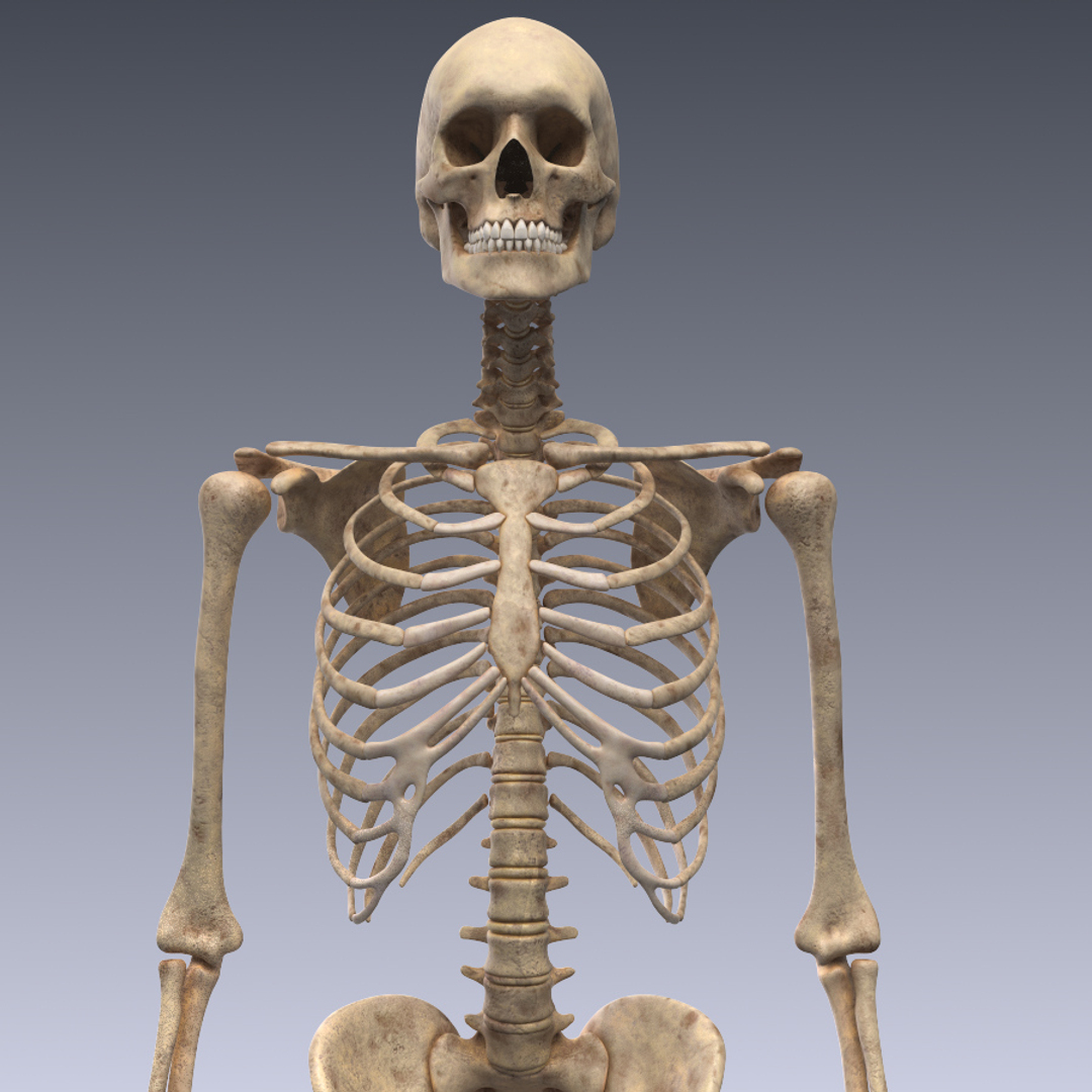 realistic human skeleton rigged 3d lwo https://p.turbosquid.com/ts-thumb/7D/o1QTm7/3y3btTz9/tt/jpg/1454946593/1920x1080/turn_fit_q99/fa1709edfc24eb23c4e92e7564757c83d244093c/tt-1.jpg