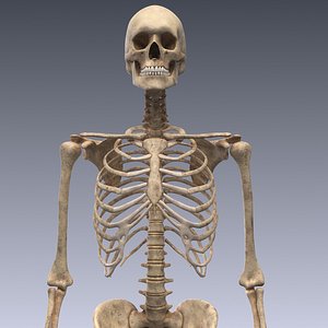 realistic human skeleton rigged 3d lwo