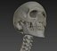 Human skeleton rigged. Animated readlistic vray scene and materials of human skeleton