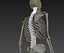Human skeleton rigged. Animated readlistic vray scene and materials of human skeleton