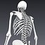 Human skeleton rigged. Animated readlistic vray scene and materials of human skeleton