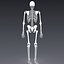Human skeleton rigged. Animated readlistic vray scene and materials of human skeleton