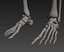 Human skeleton rigged. Animated readlistic vray scene and materials of human skeleton