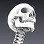 Human skeleton rigged. Animated readlistic vray scene and materials of human skeleton