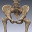 Human skeleton rigged. Animated readlistic vray scene and materials of human skeleton