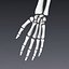 Human skeleton rigged. Animated readlistic vray scene and materials of human skeleton