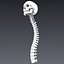 Human skeleton rigged. Animated readlistic vray scene and materials of human skeleton