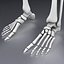 Human skeleton rigged. Animated readlistic vray scene and materials of human skeleton
