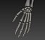 Human skeleton rigged. Animated readlistic vray scene and materials of human skeleton