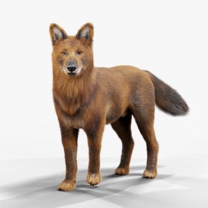 Indian Wild Dog Rigged 3D Model