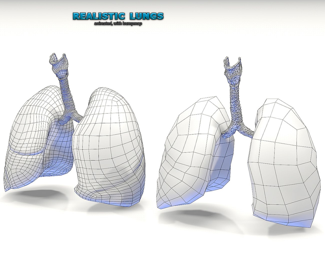 3ds lungs cycle