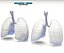 Realistic Lungs Animated