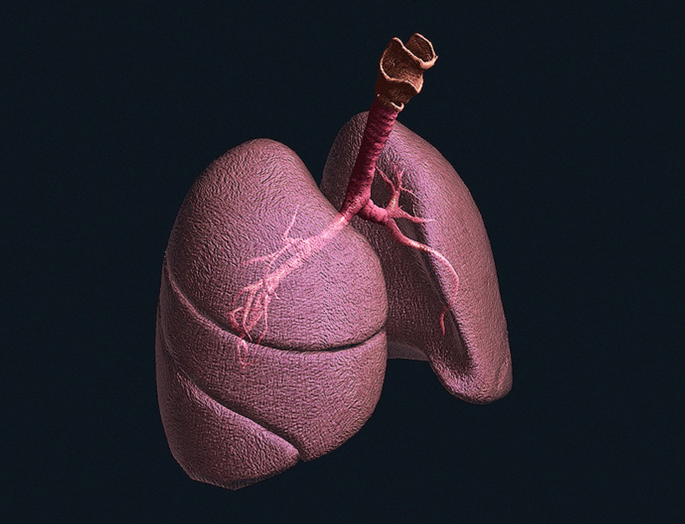 3ds lungs cycle https://p.turbosquid.com/ts-thumb/7D/suKFmE/TcIbqNmz/002/jpg/1422979691/1920x1080/fit_q87/06f14e5ad5ecb720df4714cd654c2f86b4819ee9/002.jpg