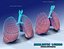Realistic Lungs Animated