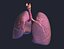 Realistic Lungs Animated