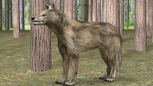 gray wolf animation 3D