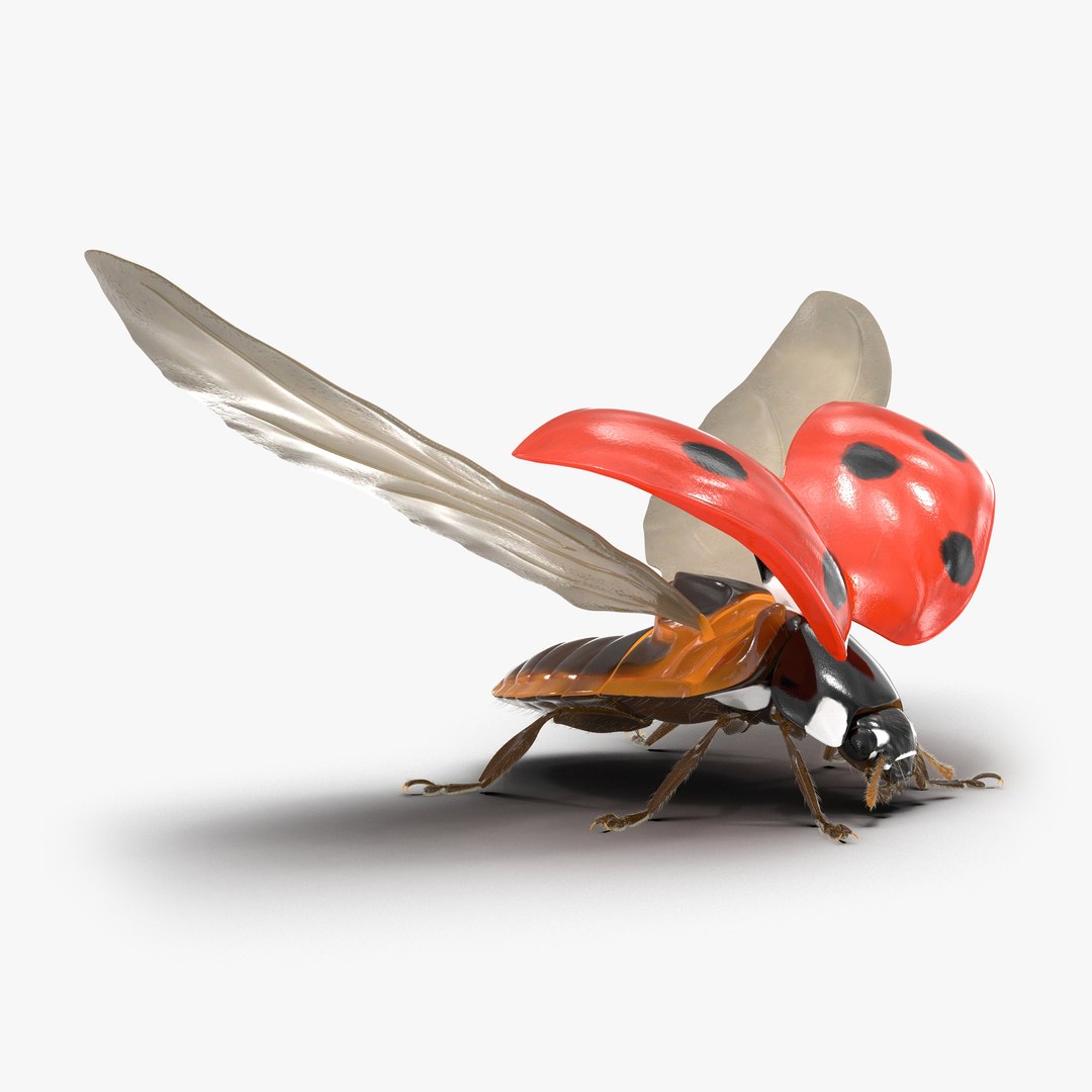 Flying Ladybug with Fur 3D Model 3D model preview