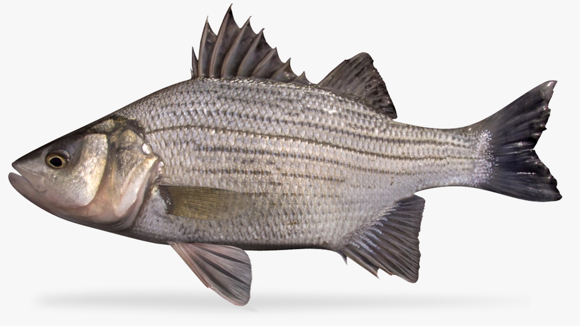 White Bass 3D Model - TurboSquid 1171751