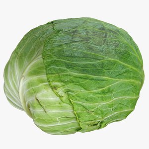 Cabbage 02 3D