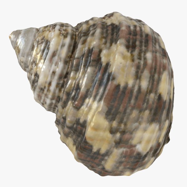 sea shell seashell model