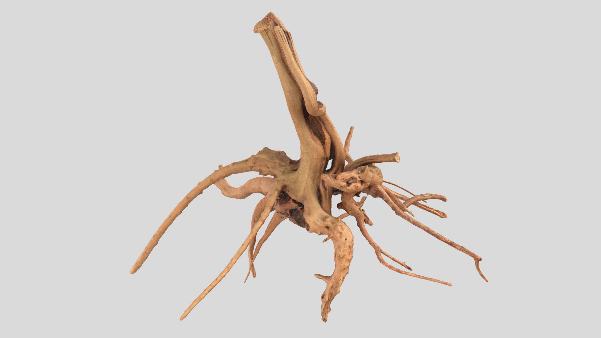 3D model tree root - TurboSquid 1633961