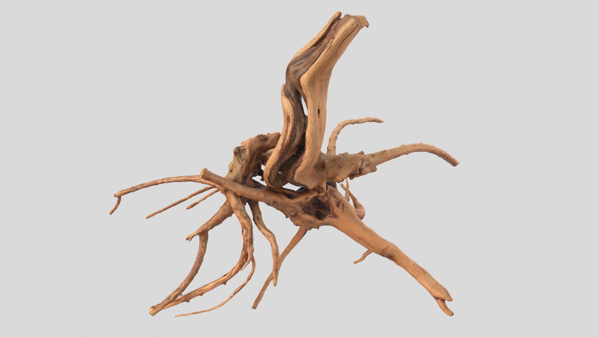 3D model tree root - TurboSquid 1633961