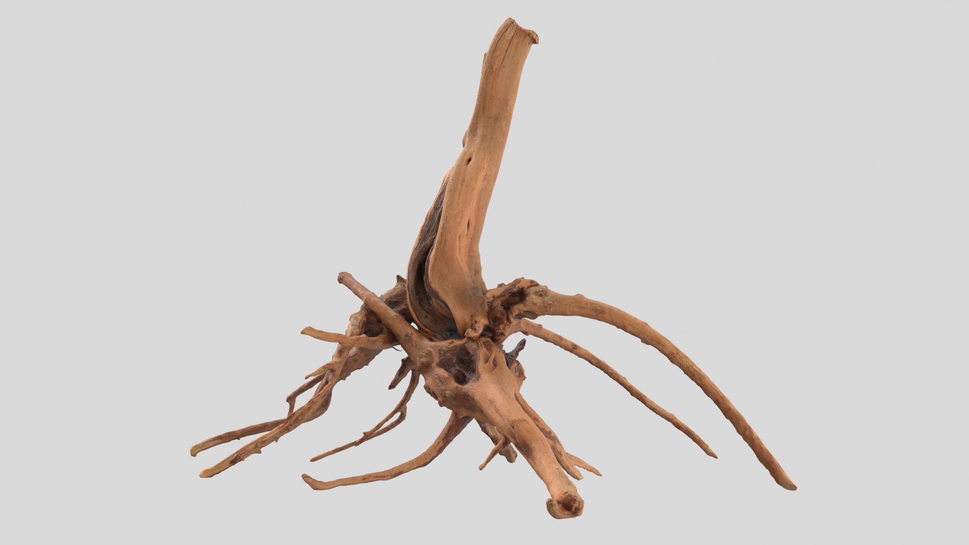 3D model tree root - TurboSquid 1633961