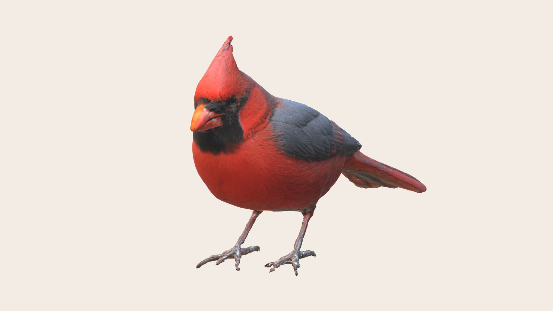 Northern Cardinal Bird 3D - TurboSquid 2269430