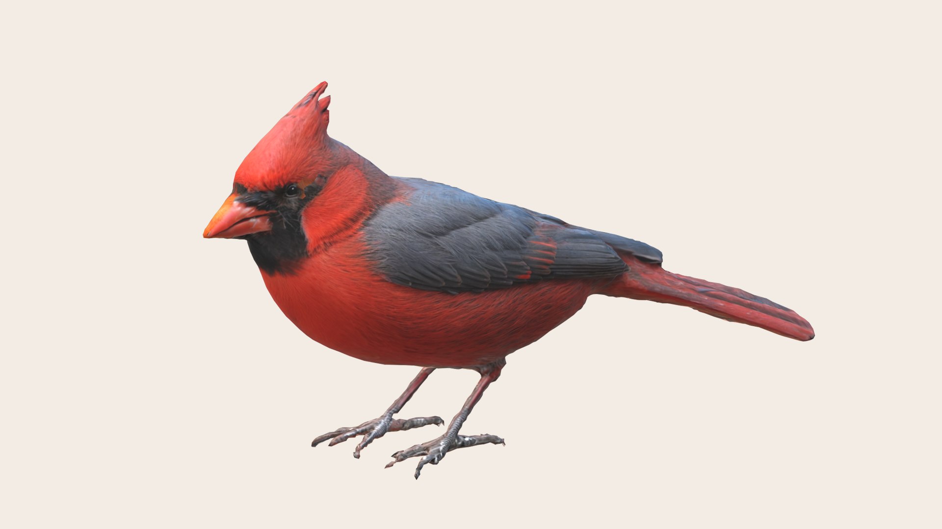 Northern Cardinal Bird 3D - TurboSquid 2269430
