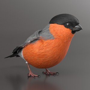 Bullfinch Male Bird Eating Animated Rigged for Maya