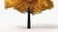 Realistic Lowpoly Autumn Tree Collection model