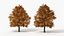 Realistic Lowpoly Autumn Tree Collection model