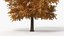 Realistic Lowpoly Autumn Tree Collection model