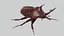 Rhinoceros Beetle