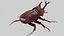 Rhinoceros Beetle