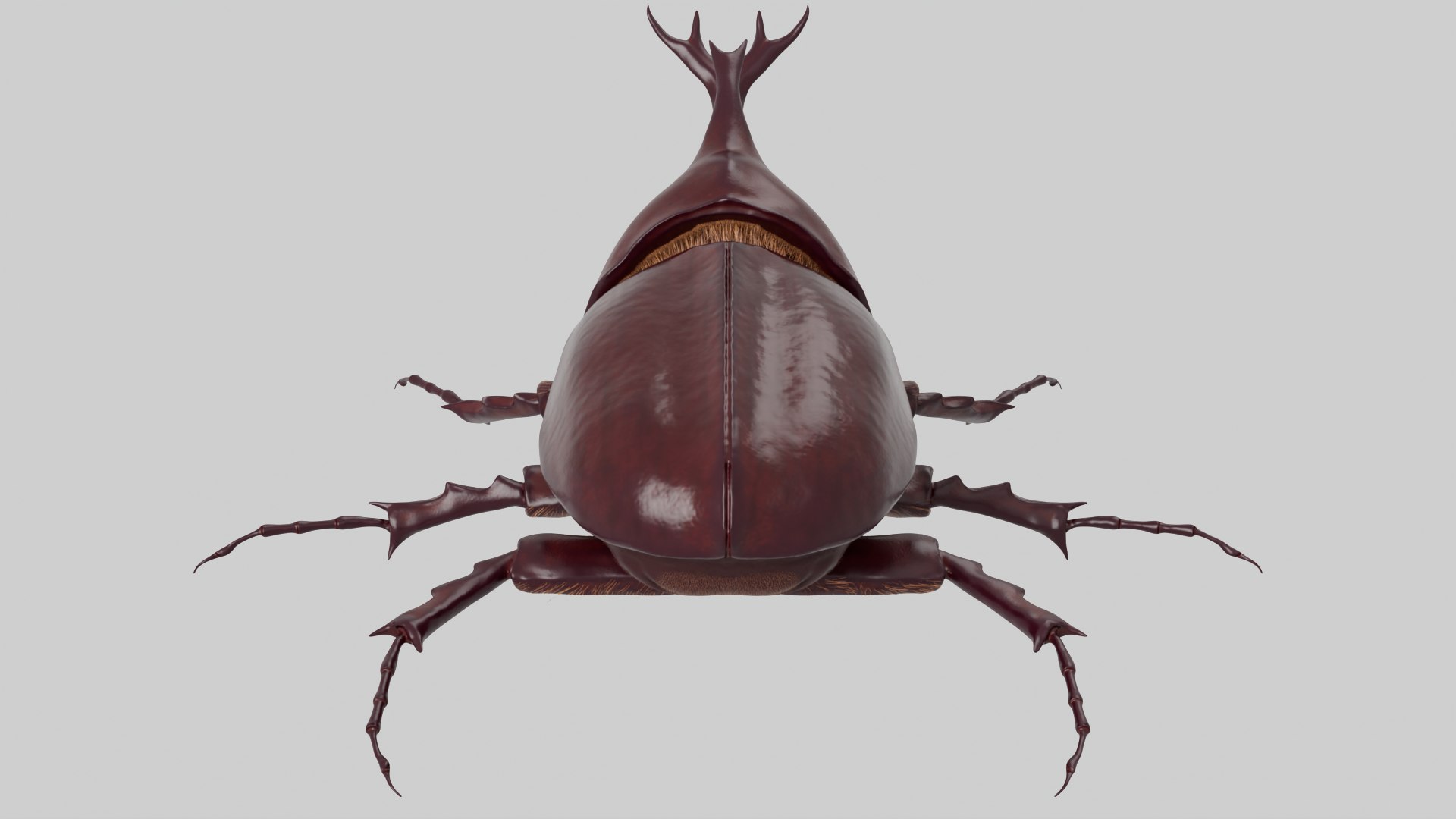 Rhinoceros Beetle 3D model https://p.turbosquid.com/ts-thumb/7F/6RCoQl/AT/scarabee_rendu.005/png/1699888391/1920x1080/fit_q87/931513f7a6e7ebf27e8a806beea791ec74efcae0/scarabee_rendu.005.jpg