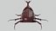Rhinoceros Beetle