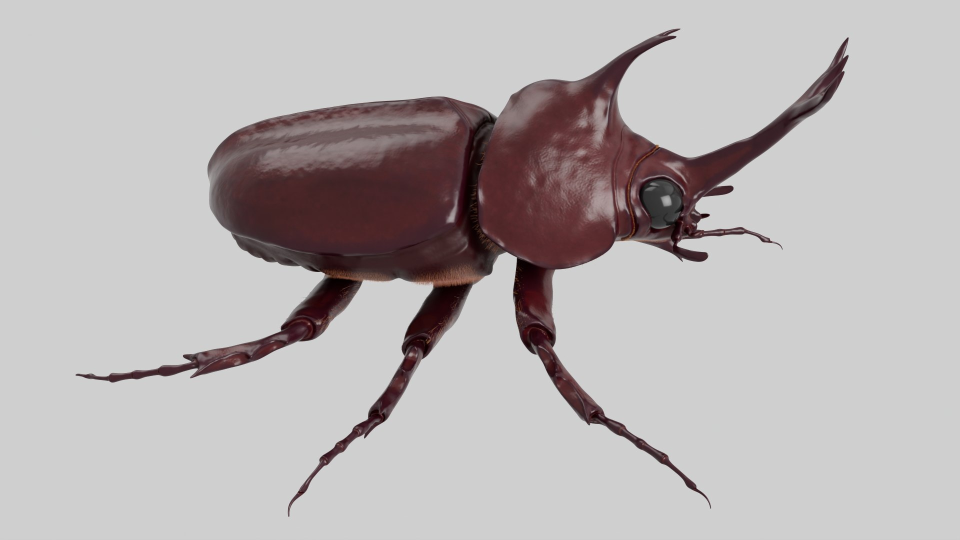 Rhinoceros Beetle 3D model https://p.turbosquid.com/ts-thumb/7F/6RCoQl/Aq/scarabee_rendu.011/png/1699888372/1920x1080/fit_q87/685bfedc306174fb5bca9ac92f20b676eff050b7/scarabee_rendu.011.jpg