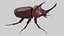Rhinoceros Beetle