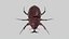 Rhinoceros Beetle