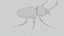 Rhinoceros Beetle