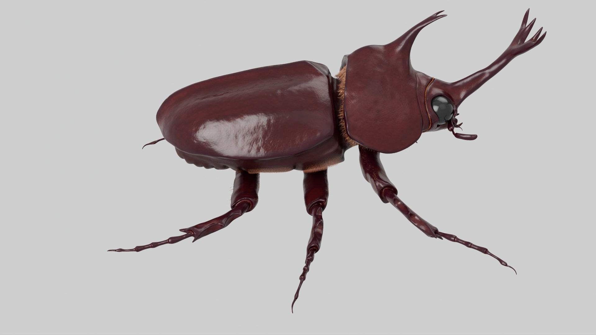 Rhinoceros Beetle 3D model https://p.turbosquid.com/ts-thumb/7F/6RCoQl/db/scarabee_rendu.003/png/1699888388/1920x1080/fit_q87/14f76f453589598ddbef0ae4f56fd59c8c3d3534/scarabee_rendu.003.jpg