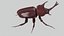 Rhinoceros Beetle