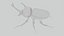 Rhinoceros Beetle