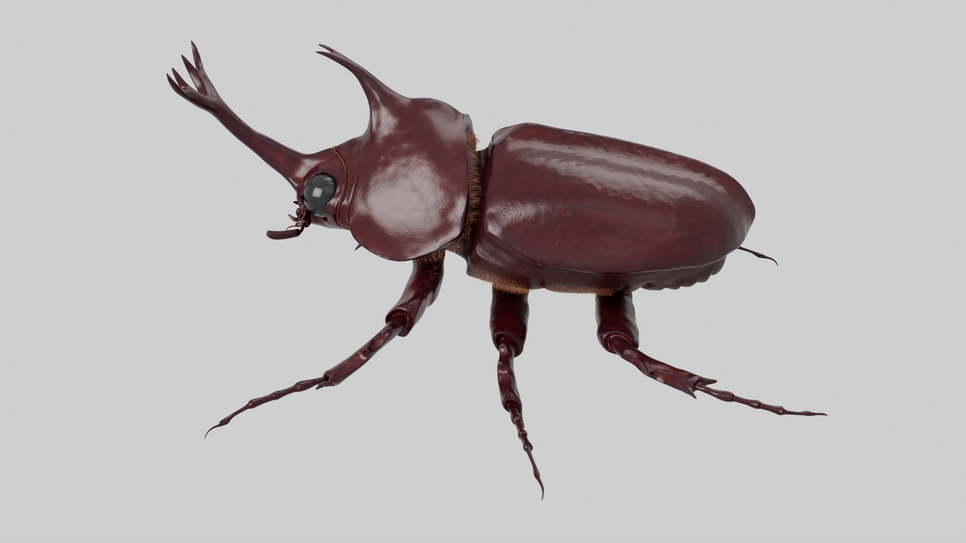 Rhinoceros Beetle 3D model https://p.turbosquid.com/ts-thumb/7F/6RCoQl/o7/scarabee_rendu.007/png/1699888395/1920x1080/fit_q87/94cd60a6096ecbc65e761bfa3f0a79be8f1a104c/scarabee_rendu.007.jpg