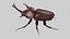 Rhinoceros Beetle