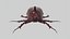 Rhinoceros Beetle