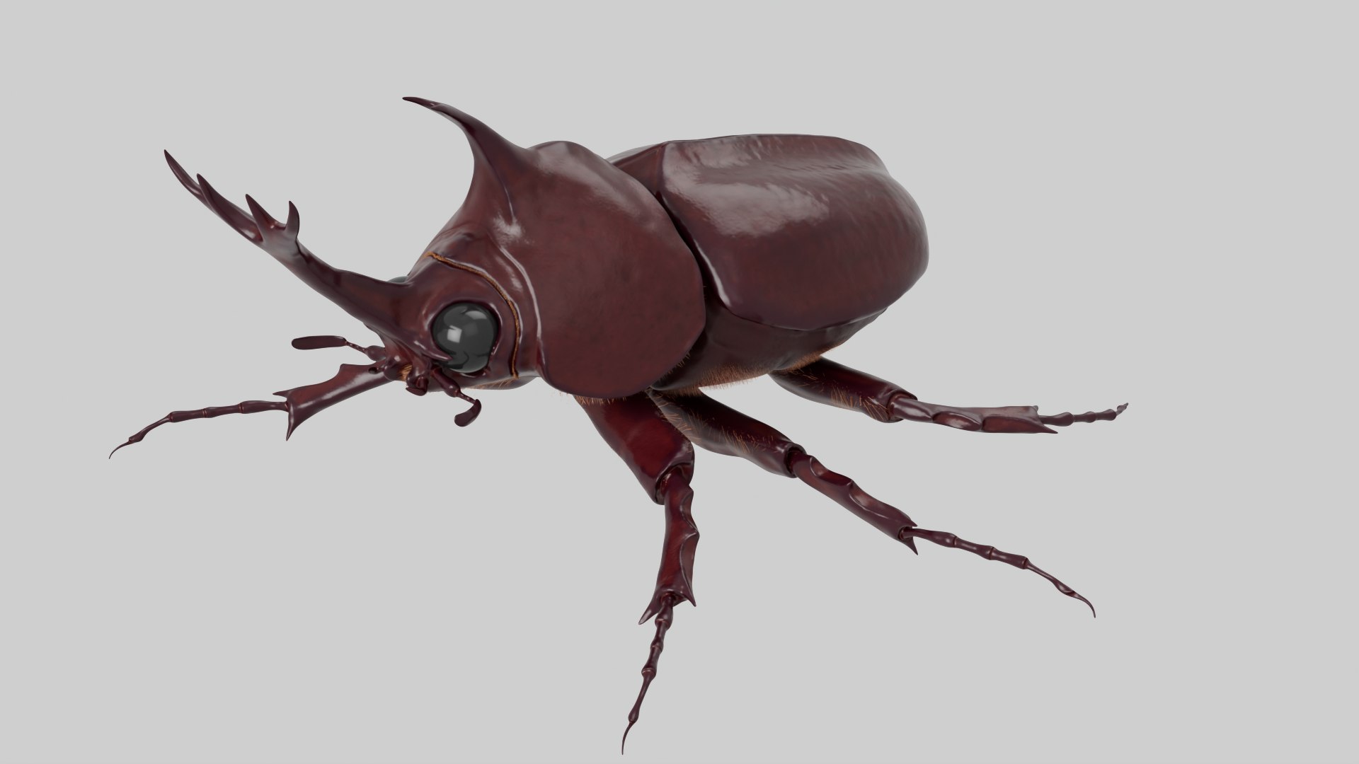 Rhinoceros Beetle 3D model https://p.turbosquid.com/ts-thumb/7F/6RCoQl/pt/scarabee_rendu.008/png/1699888394/1920x1080/fit_q87/adb21c82643d05e2745387f688c86fbc4f11183f/scarabee_rendu.008.jpg